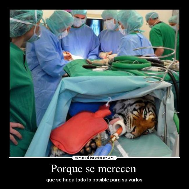 Porque se merecen  - 