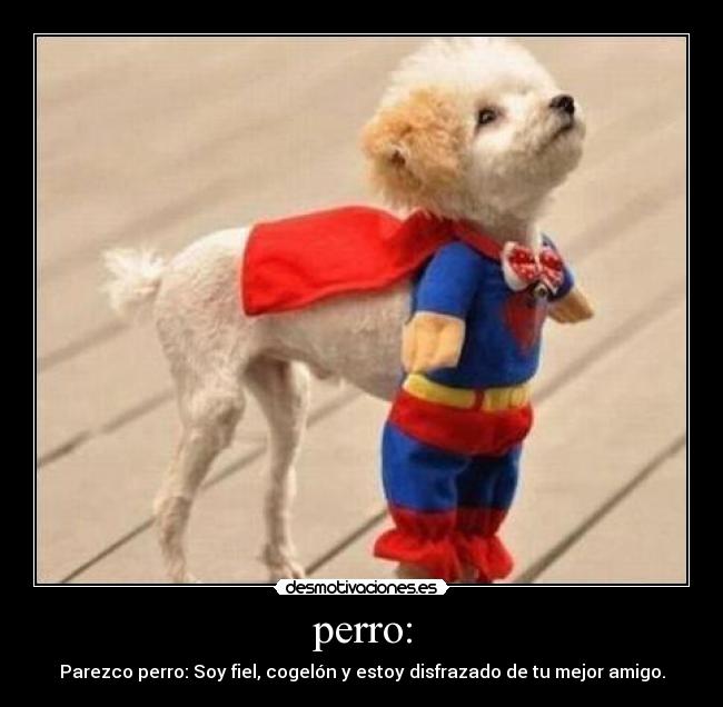 perro: -
