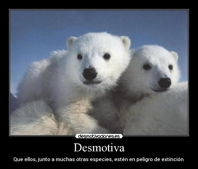 carteles salvemos los ositos xd naa enserio salvemolos desmotivaciones