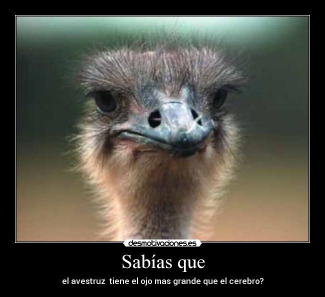 Sabías que - el avestruz tiene el ojo mas grande que el cerebro?