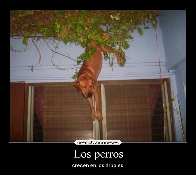 Los perros - crecen en los árboles.