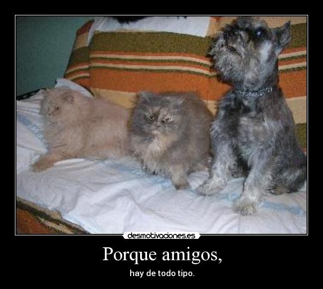 Porque amigos, - hay de todo tipo.