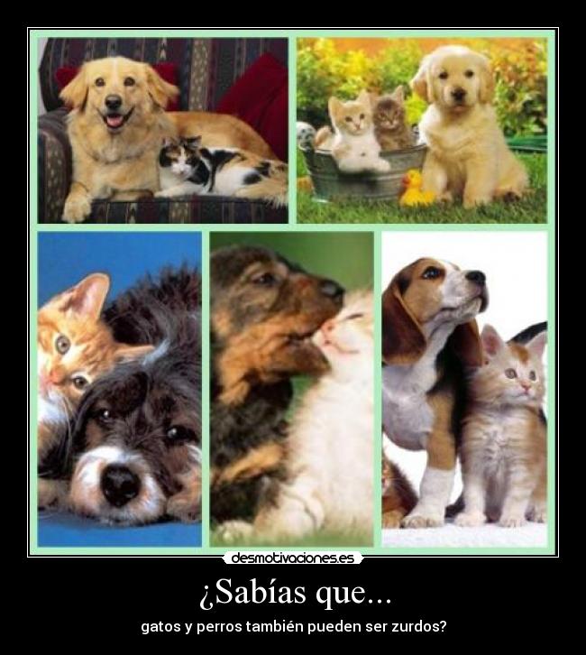 ¿Sabías que... - gatos y perros también pueden ser zurdos?