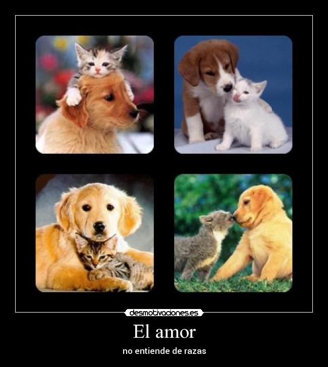 El amor -
