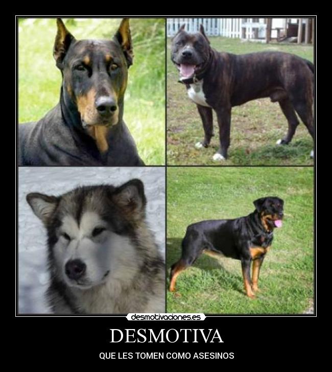 DESMOTIVA - QUE LES TOMEN COMO ASESINOS