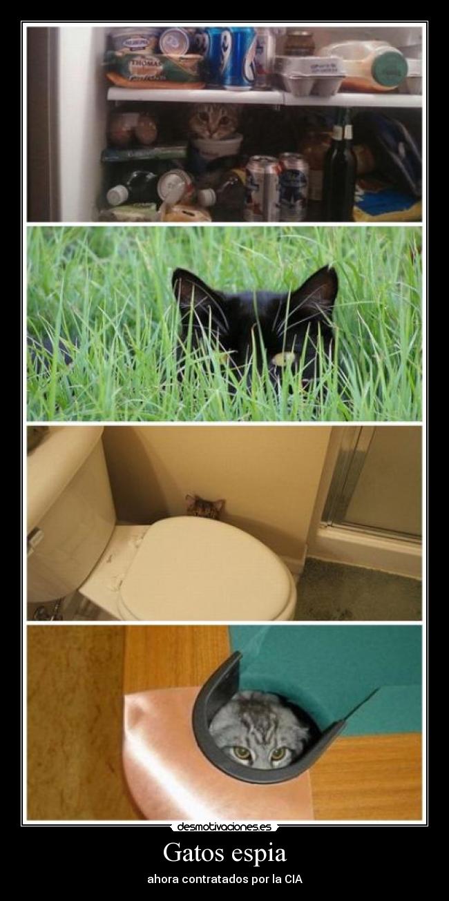 Gatos espia -