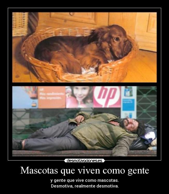 Mascotas que viven como gente -