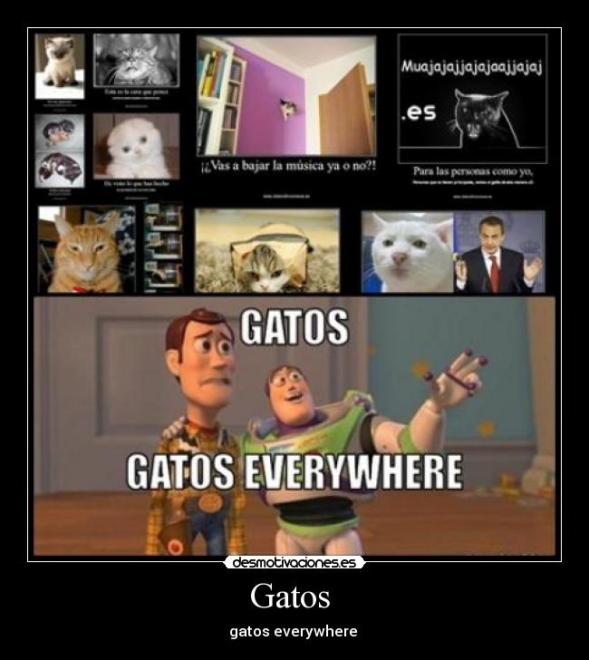 Gatos -