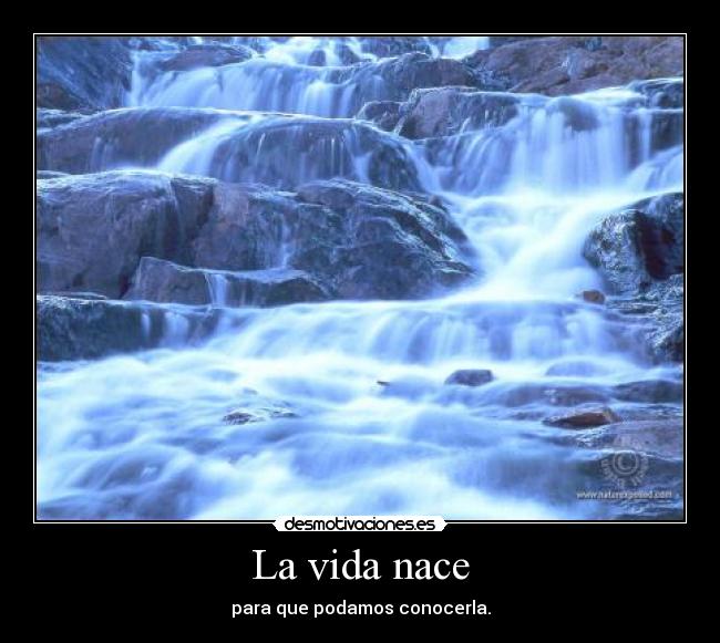 La vida nace - 