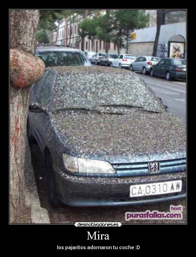 carteles pajaritos desmotivaciones