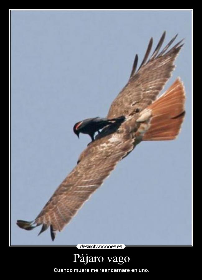 Pájaro vago - Cuando muera me reencarnare en uno.