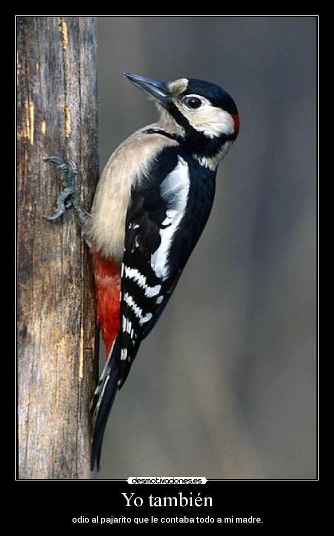 Yo también - odio al pajarito que le contaba todo a mi madre.