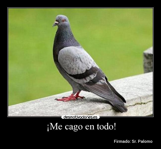 carteles palomas desmotivaciones
