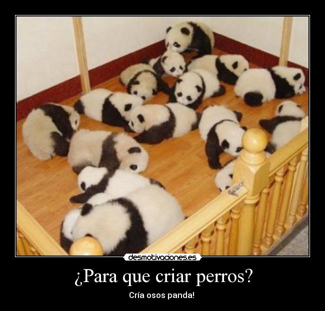 carteles osos pandas que cukiiiii desmotivaciones
