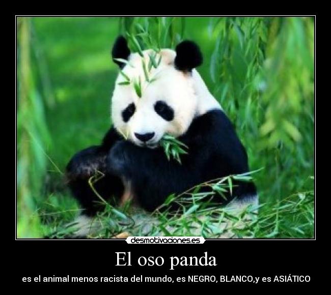 El oso panda - es el animal menos racista del mundo, es NEGRO, BLANCO,y es ASIÁTICO