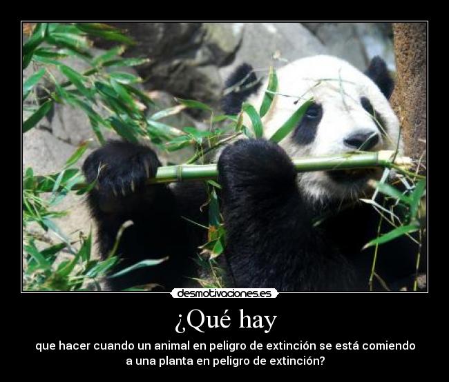 ¿Qué hay - que hacer cuando un animal en peligro de extinción se está comiendo
a una planta en peligro de extinción?