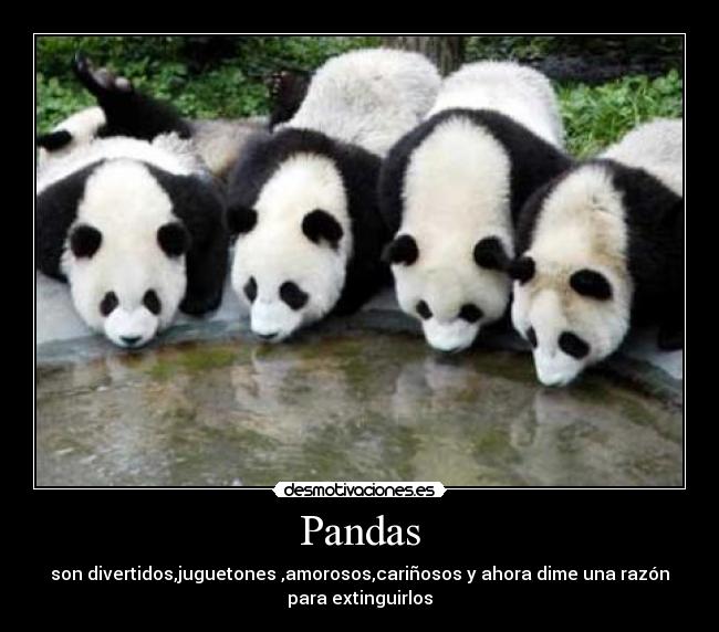 Pandas - son divertidos,juguetones ,amorosos,cariñosos y ahora dime una razón
para extinguirlos