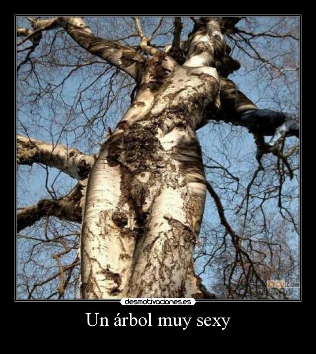 Un árbol muy sexy -