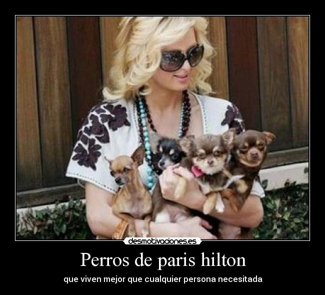 carteles perros ricachones desmotivaciones