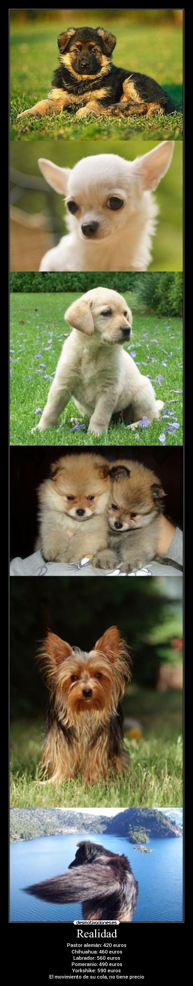 Realidad - Pastor alemán: 420 euros
Chihuahua: 460 euros
Labrador: 560 euros
Pomeranio: 490 euros
Yorkshike: 590 euros
El movimiento de su cola, no tiene precio