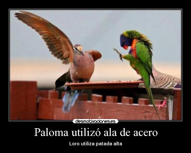 Paloma utilizó ala de acero -