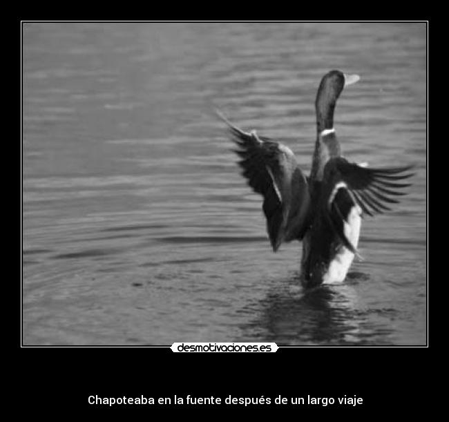   - Chapoteaba en la fuente después de un largo viaje