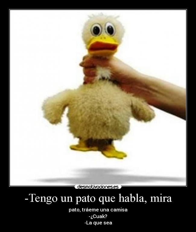 -Tengo un pato que habla, mira - 