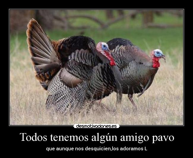 Todos tenemos algún amigo pavo -