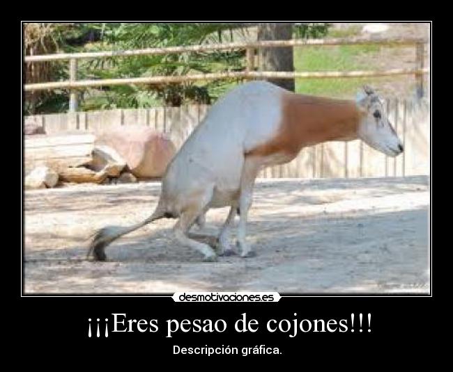 ¡¡¡Eres pesao de cojones!!! - Descripción gráfica.