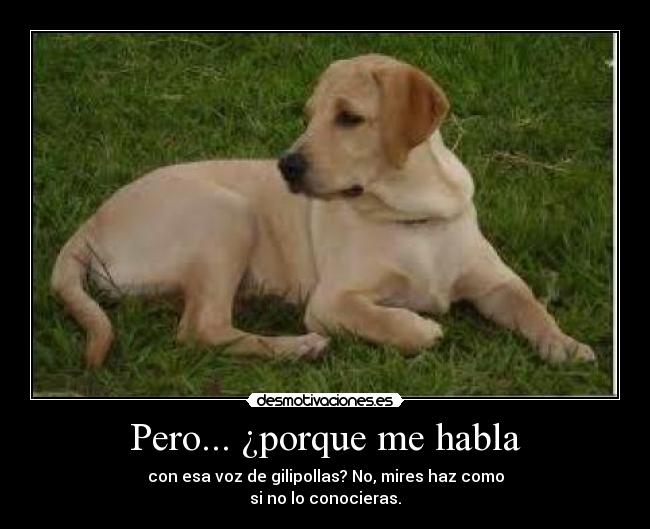 Pero... ¿porque me habla - con esa voz de gilipollas? No, mires haz como
si no lo conocieras.
