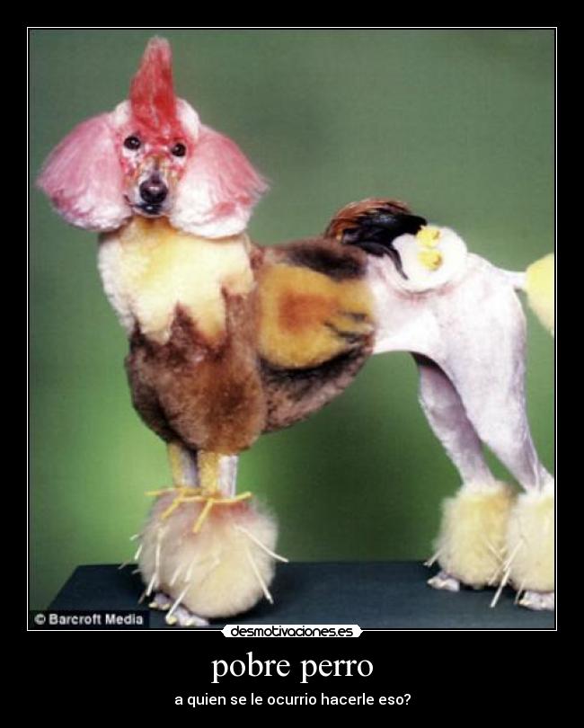 pobre perro - a quien se le ocurrio hacerle eso?