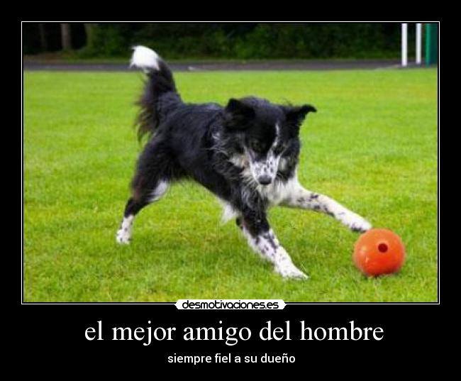 el mejor amigo del hombre - siempre fiel a su dueño