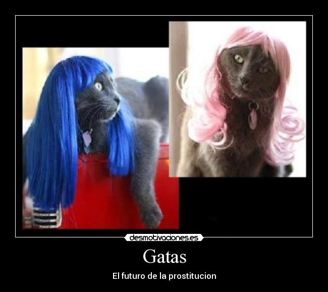 Gatas - El futuro de la prostitucion