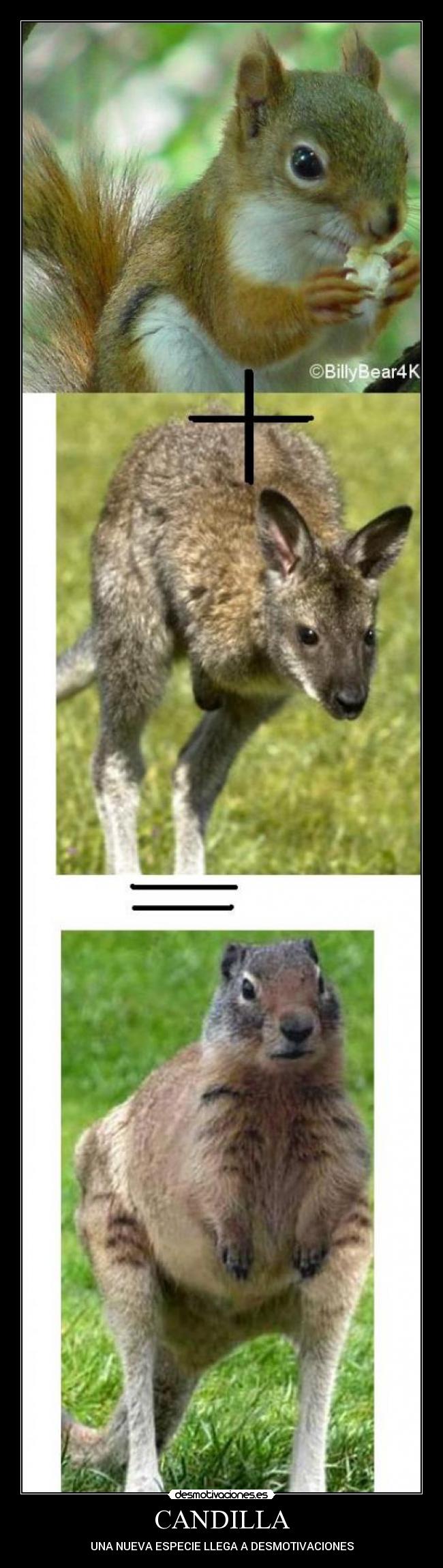 CANDILLA - UNA NUEVA ESPECIE LLEGA A DESMOTIVACIONES