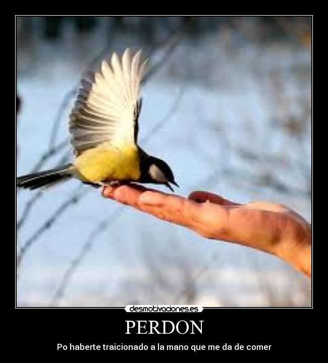 PERDON - Po haberte traicionado a la mano que me da de comer