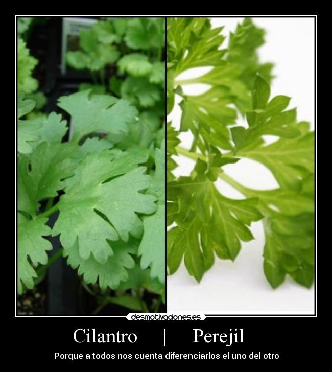 carteles cilantro perejil cuesta diferenciarlos desmotivaciones