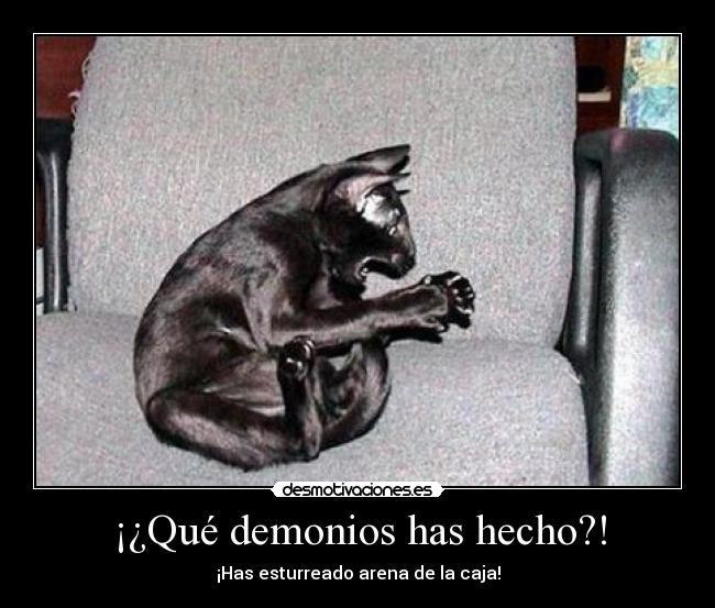 carteles gatosdesesperado desmotivaciones