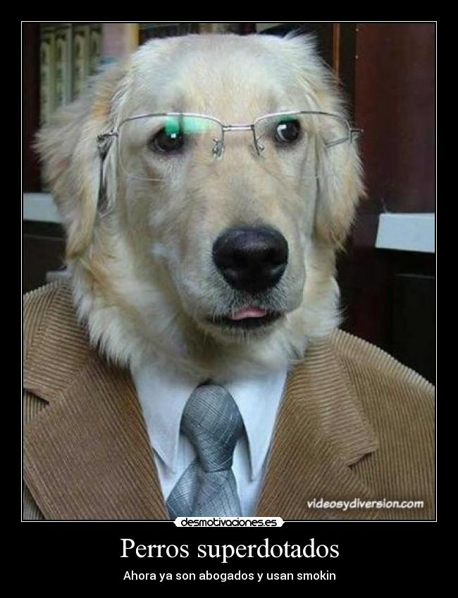 Perros superdotados - Ahora ya son abogados y usan smokin