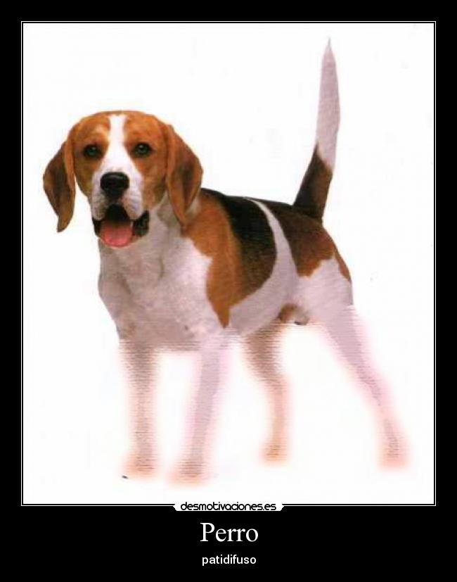 Perro - patidifuso