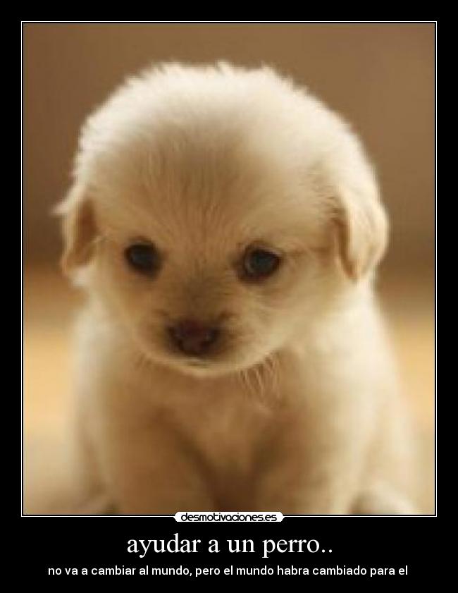 ayudar a un perro.. -