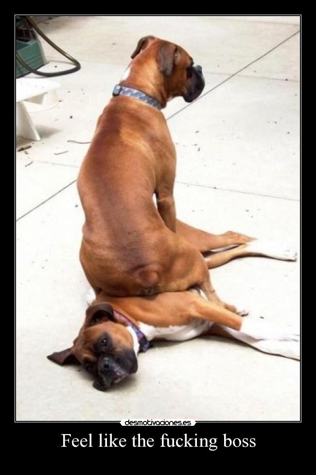 Feel like the fucking boss - 