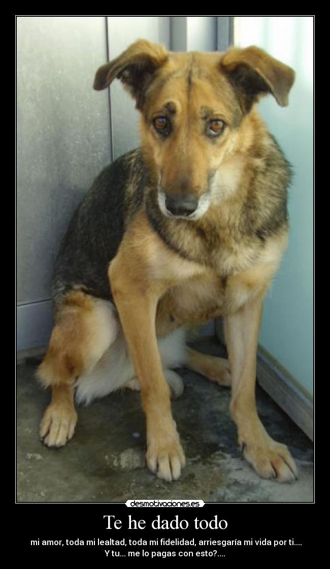 carteles perro desmotivaciones