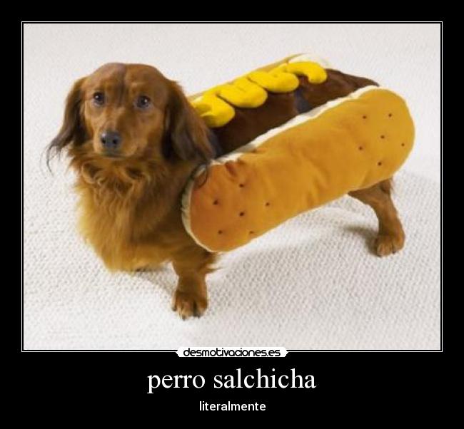 perro salchicha - literalmente