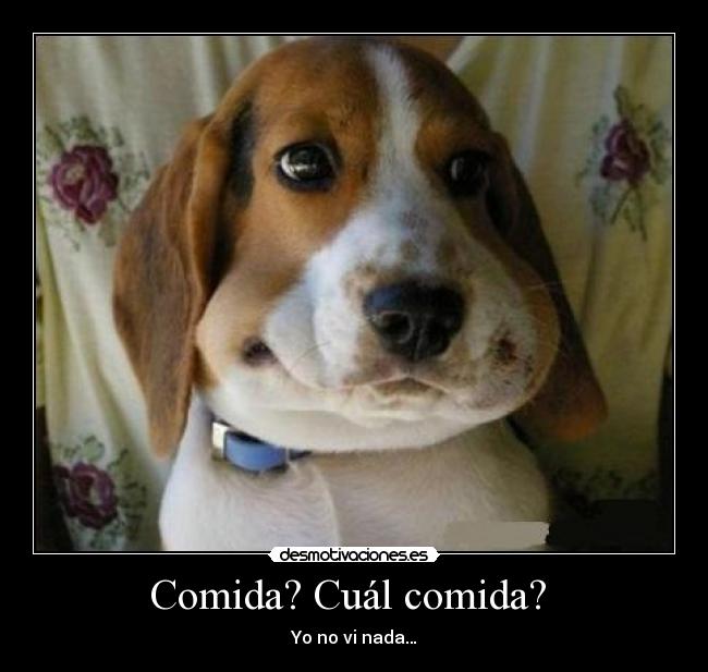 carteles comida comida perrocomidamanuhaha desmotivaciones
