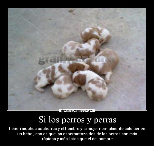 Si los perros y perras -