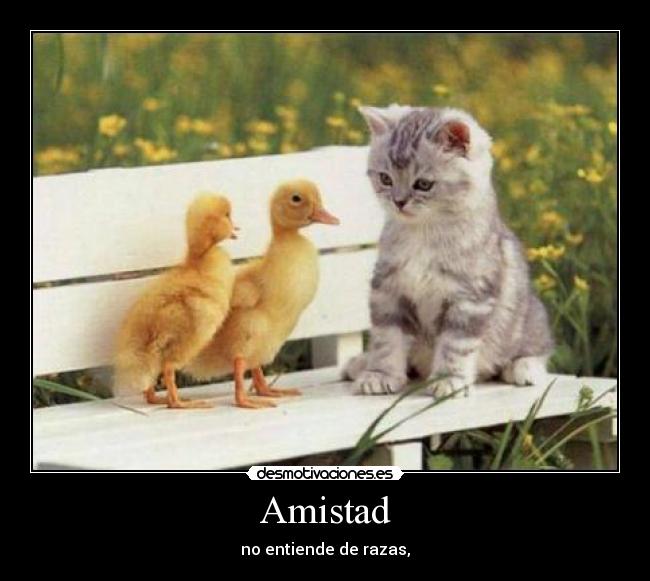 Amistad - no entiende de razas,