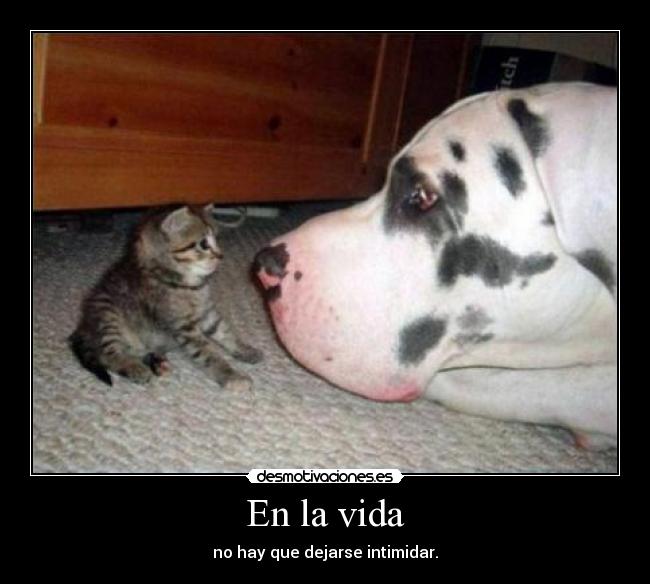 En la vida - no hay que dejarse intimidar.