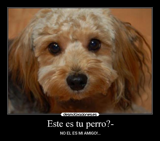 Este es tu perro?- -
