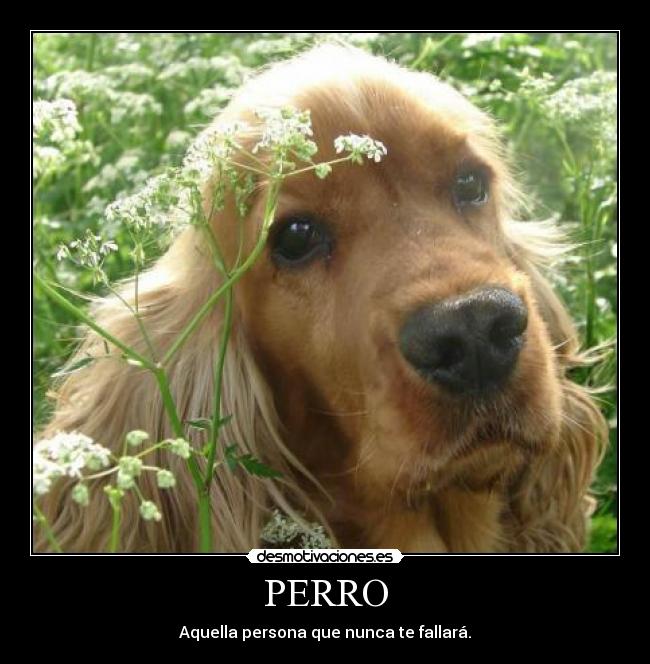 PERRO - 