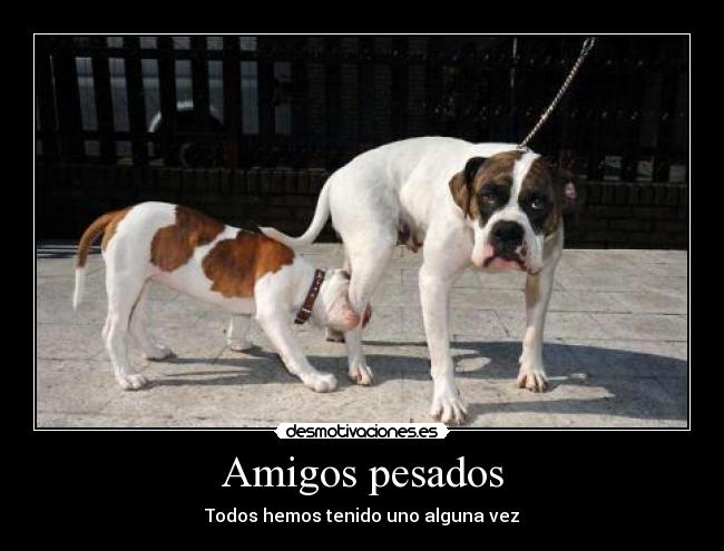carteles amigos amigos pesados desmotivaciones